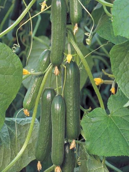 Garden Hibrit Asma Salatalık Tohumu 10 Ad. Tohum