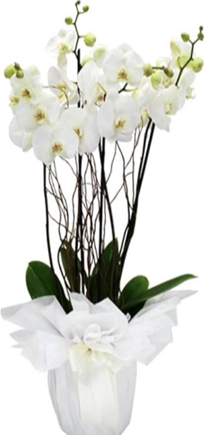 Look Beyaz Orkide Tohumları +10 Tohum TH-TMCKYDC2533S