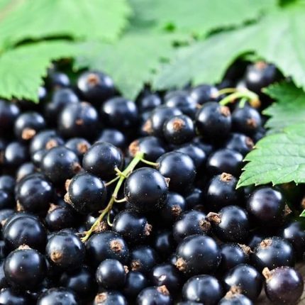 Black Goji Berry Fidanı (Sınırlı Stok)
