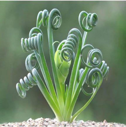 Look Albuca Spiralis Sukulent Tohumu TH-9154684654844