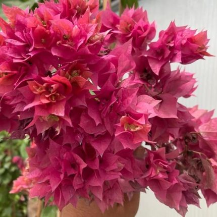 Naturel Pembe Katmerli Begonvil Çiçeği Fidesi (1 Adet)