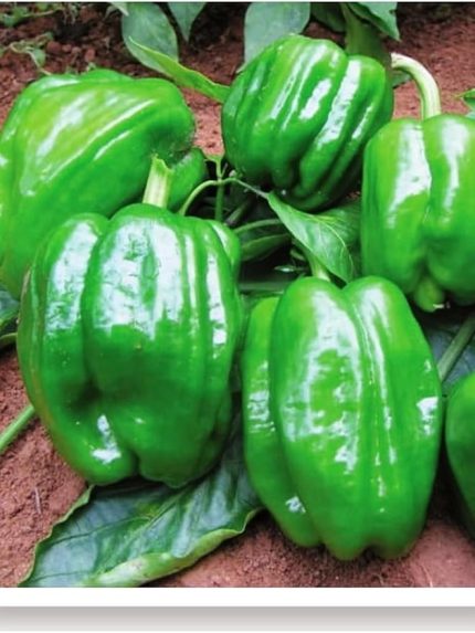 TARIM Ata Tohumu Yöresel Dolma Biber Antep 1000 Adet Tohum