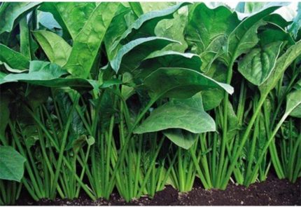 Ispanak Tohumu (300 Tohum)