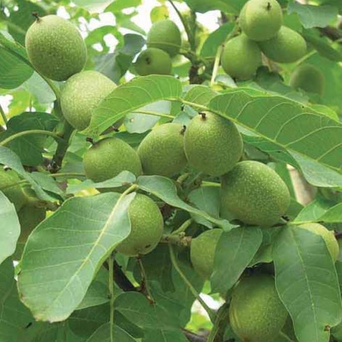 61aohirwzcL._AC_SX679_