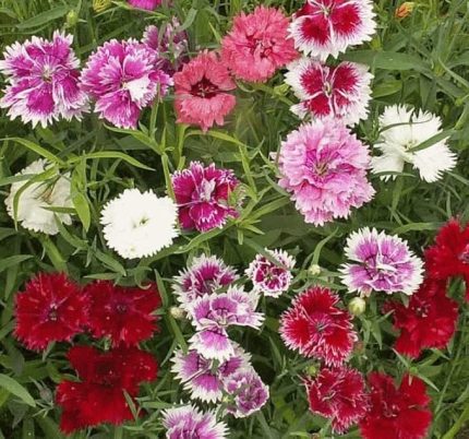 Kokulu İri Çin Karanfili F1 Tohumu (10 Tohum)