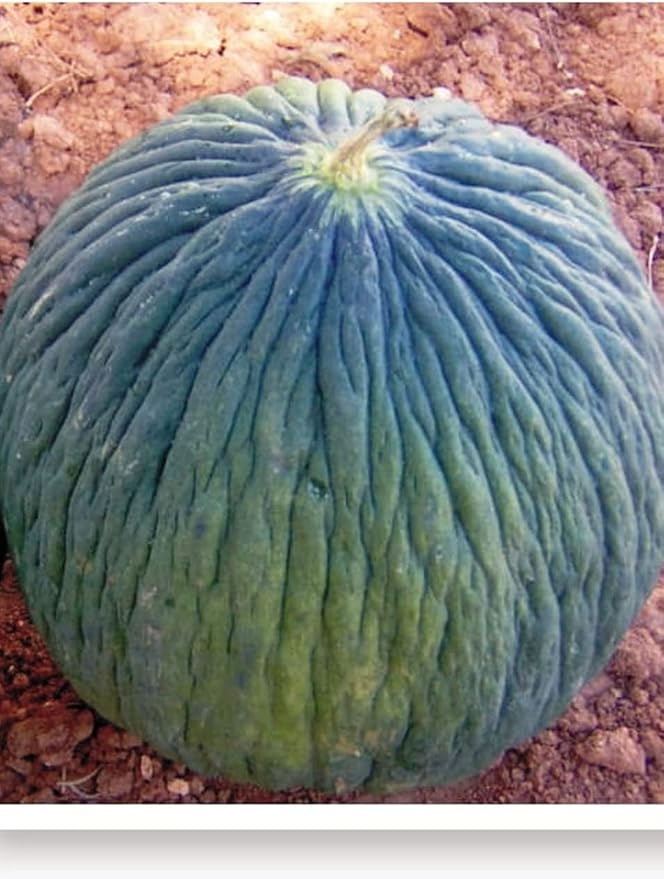 61b9H8s9zkL._AC_SY879_