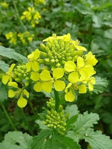 TARIM Mikro Filiz Yeşilliğe Uygun Doğal Sarı Hardal Tohumu 1000 Adet Tohum