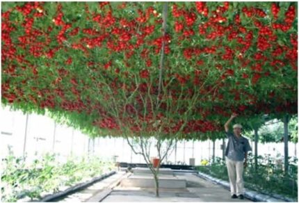 İthal İtalyan Domates Ağacı Tohumu 20 Adet Domates Tohumu