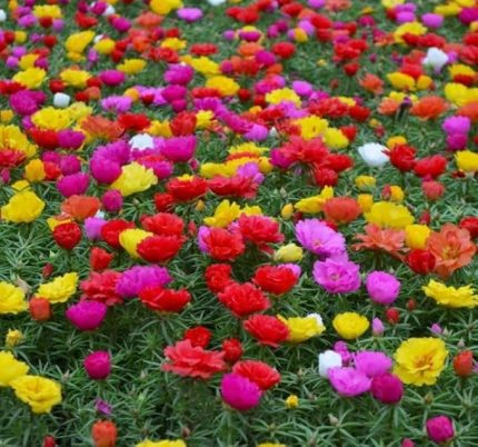 İpek Çiçeği Tohumu Duble Katlı - Karışık Renkli (25 Tohum)