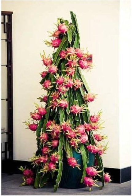 Look Cüce Ejder Meyvesi Tohumu / 10+ Tohum TH-thmcmthm581