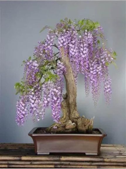 Dünyam 5 Adet Purple Rain Wisteria Living Room Bonsai Tohumu