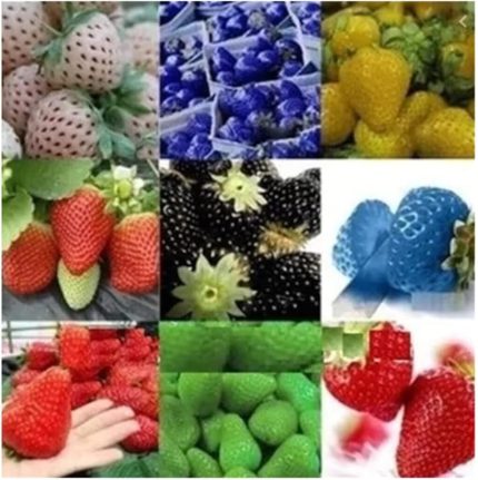 Farklı Renkte Çilek Tohumu 36 Adet Tohum