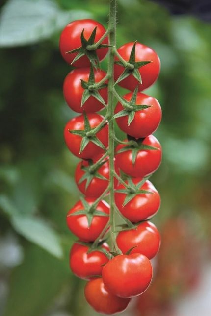 Dünyam Salkım Cherry Domates Tohumu / 5+ Adet Tohum