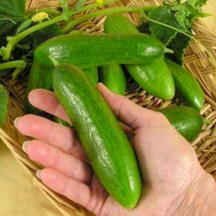 TARIM Yerli Doğal Kokulu Çengelköy Hıyarı Badem Salatalık 50 Adet Tohum