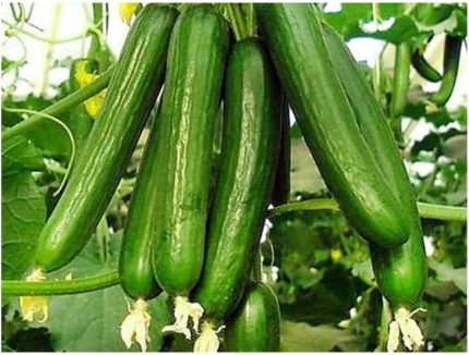 ADET ÇENGELKÖY HIYAR SALATALIK TOHUMU + SÜPRİZ HEDİYE TOHUM