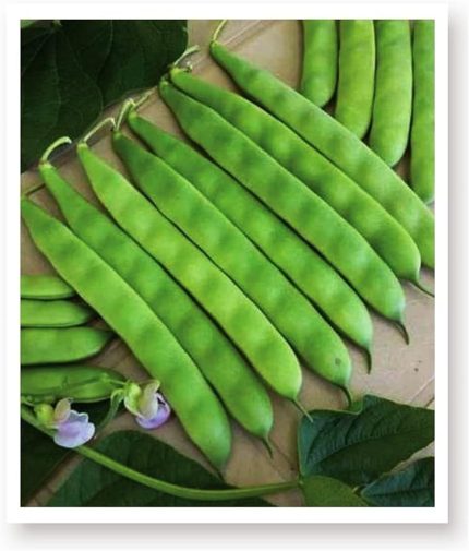 TARIM Ata Tohumu Yerli 40 Günlük Fasulye Sarıkız 50 Adet Tohum