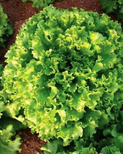 TARIM Ata Tohumu Yerli Kıvırcık Marul Füsun 1000 Adet Tohum