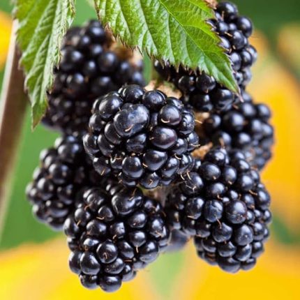 Tüplü Dikensiz Jumbo Böğürtlen Fidanı