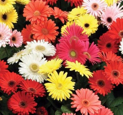 Garbera Çiçeği Tohumu