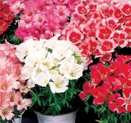 Godetya Tohumu (Bahçe Açelyası) Karışık Renkli - 5 Tohum