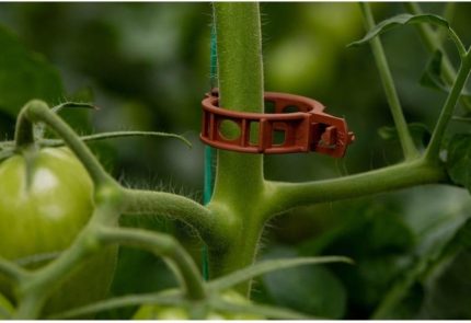 Klipsi 1.000 Adet Bitki Klipsi Sarmaşık Klipsi Gövde Klipsi Domates Kelepçesi