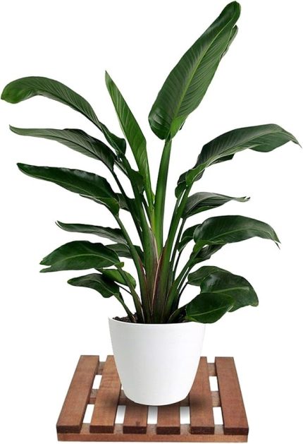 Tekerleksiz Ahşap Saksı Altlığı Damacana Tüp Saksı Sehpası 30x30 Cm