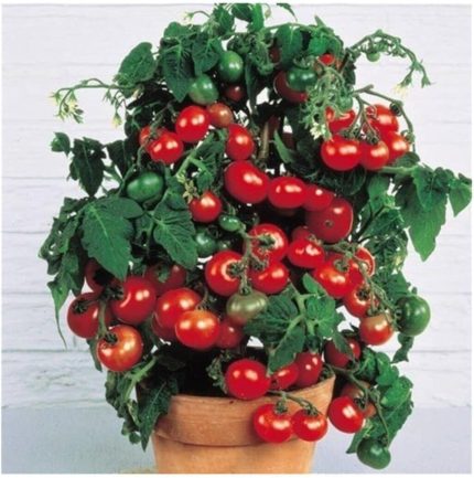 Robin Domates Tohumu 25+ Adet Tohum