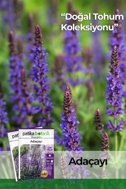 Botanik 50 Adet Adaçayı (Salvia Officinalis) Çiçek Tohumu