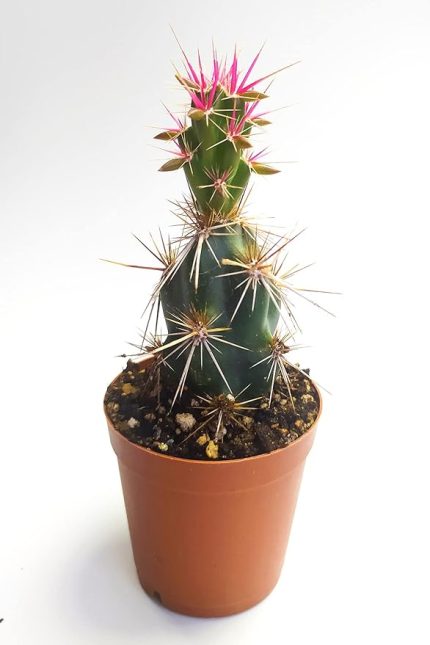 Invicta Nadide Tür Kaktüs Tekli Kaktüs 5.5 cm Saksıda Özel Kaktüs