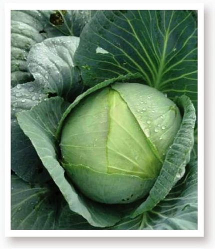 TARIM Ata Tohumu Yerli Yalova Lahanası 1000 Adet Tohum