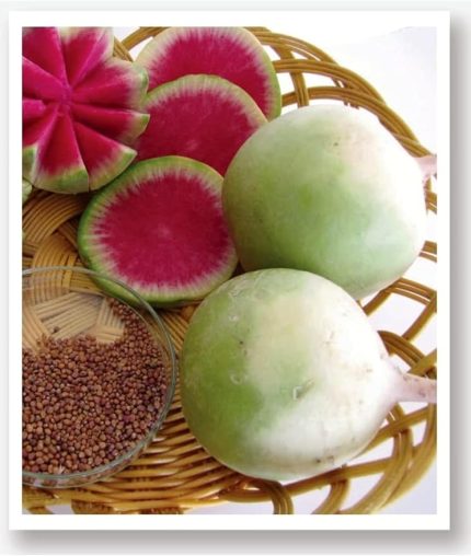 TARIM Yerli Doğal Beyaz-Kırmızı Turp Çelebi 500 Adet Tohum