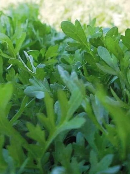 Garden Doğal Yeşillik Kıl Tere 1000 Ad. Tohum