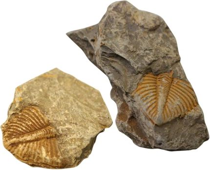 Büyük Otantik Arthropod Gerçek Trilobit Fosili Koleksiyonlar ve Eğitim İçin 450 Milyon Yıl Önce Geldi