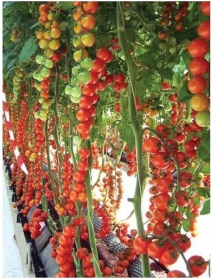 Sırık Cherry Domates 50 Tohum