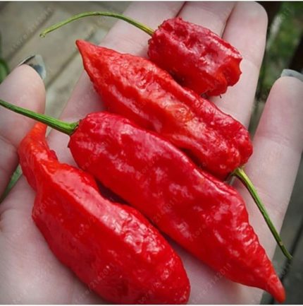 Adet Kırmızı Bhut Jolokia Biber Tohumu