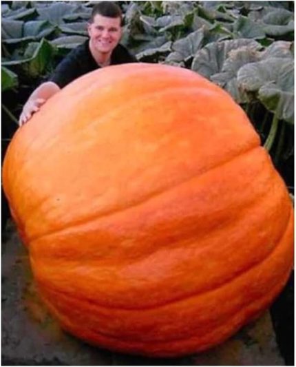 Paket 10 Adet Tohum Atlantik Giant Dev Kabak Tohumu