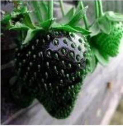 Look 10 15 Adet Siyah Çilek Tohumu TH-2022dshnglkthm153