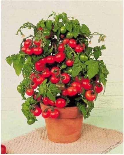 TİNYTİM CHERRY DOMATES TOPRAK VE SAKSI SETİ 25+ TOHUM