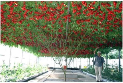 Paket 35 Adet Tohum İtalyan Domates Ağacı Tohumu