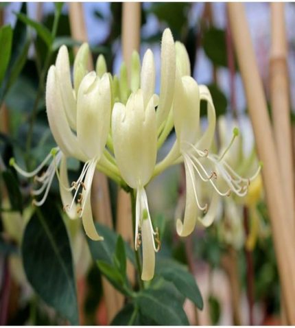 Yoğun Kokulu Hanımeli Tohumu