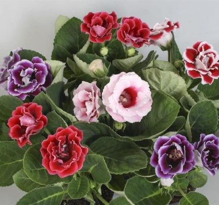 Bardak Menekşesi Tohumu (Katmerli Büyük Çiçek) Karışık Renkli - 8 Tohum