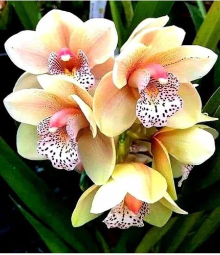 Look Sarı Çilli Orkide Tohumu 10 Adet TH-332586449868451