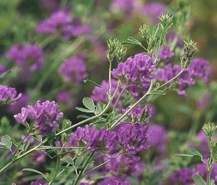 Üç Yapraklı Yonca Çiçeği 200 Adet Tohum