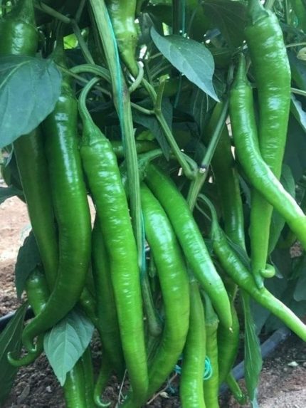 Garden Doğal Sivri Sera Demre Biberi 100 Ad. Tohum