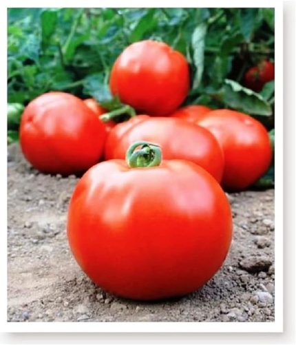 TARIM Ata Tohumu Yerli İri Domates 1000 Adet Tohum