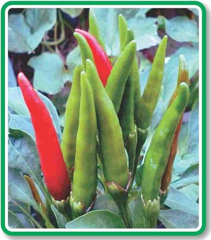 TARIM Ata Tohumu Yerli Doğal Süslü Biberi 100 Adet Tohum