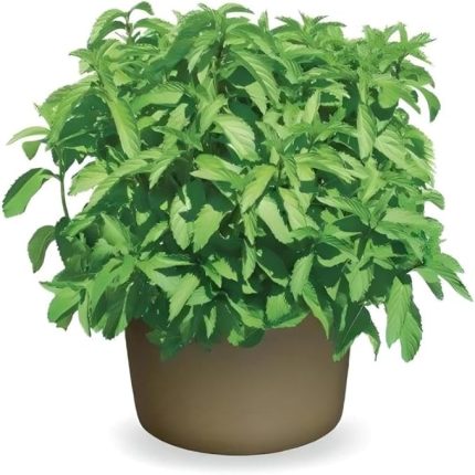 Limon Aromalı Geniş Yapraklı Çaylık Tashkent Nane Fidesi (2 adet)