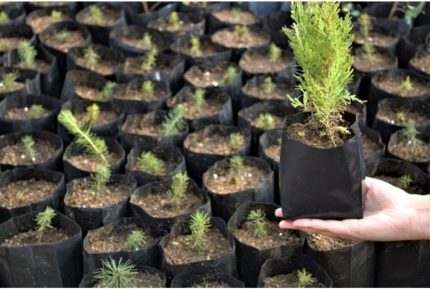 Fide Poşeti 9X15 Cm 50 Adet Fide Torbası Fidan Poşeti Fidan Torbası