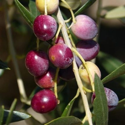 Stok Tüplü Kalamata Zeytini (Yunan Menşei) Fidanı