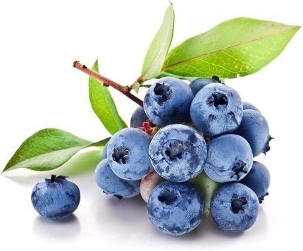 Yaban Mersini Tohumu Blueberry Tohumu